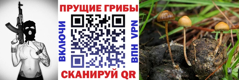 Псилоцибиновые грибы Cubensis  Дальнегорск 